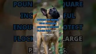 The Strongest Dog in the World: Kangal&rsquo;s Jaw Power 💪🐶#StrongestDog, #DogFacts, #CanineStrength,