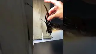 Is this the largest beetle? #Beetle#kunInsect Science #Hercules beetle
