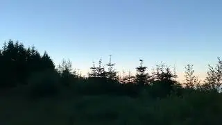 Churring Nightjars | Llanwonno Forest 2022