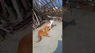 After eating both in play mod #cat #catlovers #orangecat #cutecat