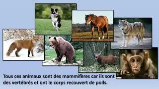 EB2 SC LES MAMMIFERES