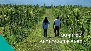 Տևական անձրևները վնասել են նաև Պտղավանի այգիները