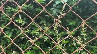 Fence Wheat Wire Hedge Filmed #free #nature #random #contentcreator #insaneruedigerstudios 