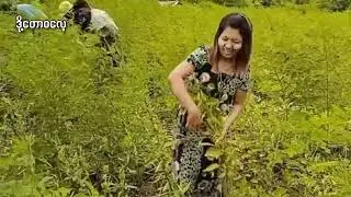 ရွာသာယာ တေးဆို=စွမ်းချစ်