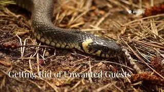 Why Do Snakes Shed Their Skin? The Fascinating Process of Ecdysis!#SnakeShedding #WhySnakesShed
