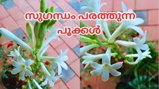 സുഗന്ധം പരത്തുന്ന പൂക്കൾ/ട്യൂബ് റോസ്/Tuberose/rajnigandha plant /malayalam