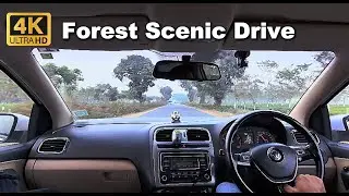 Exploring Gorumara: A Serene Forest Drive Through India's Wild Side