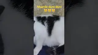#gataloops #gatos #viralvideo #cats #dalelike #michis #humor #pets #rock #gata #epico