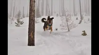 Backcountry Ski Dog at Steavens Peak in North Idaho
