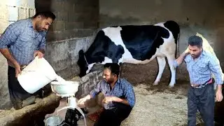 Traditional Village Life in North Khorasan | Milking Cows & Making Real Dairy Products