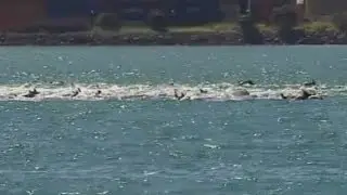 Dolphin stampede: Super pod spotted in New Zealand's Wellington harbour