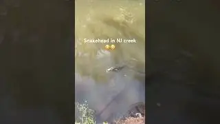Snakehead in NJ creek 😳 #fishing #snakehead #bass #viral #shorts #fishinglife #fish #summer #sigma