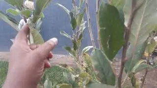 Ngizi ingaruka nziza zokurema amaso kugiti cya pomme gito,kigikuza amashami.Eng.Ally0788549685