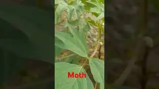deshi moth rajasthan #farming
