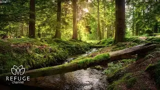 Escape Stress Instantly: Live Music for Inner Peace 🎶