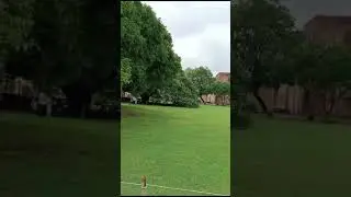 Big tree in shahi Qillah