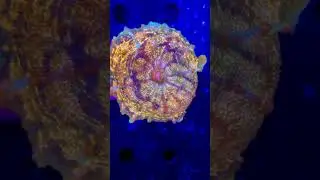 You don&rsquo;t see this everyday!#reef2reef #reefaddict #reeftank #allmymoneygoestocoral