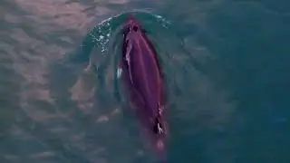 Cinematic Drone Footage 4K. Minke Whale catch fish.