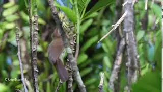 Pin-striped Tit Babbler Macronus (Mixornis) gularis gularis group display