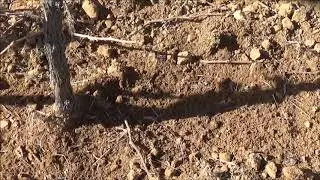 AGUILAR INTERCEPAS CULTIVADOR RODILLOS