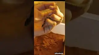 #snakerescue#snakevideo#kukrisnake#snakecatching#snakecatcher#trending#viral#raptile#cute#mumbai