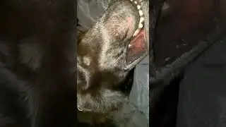 Sleeping snoring wolf 😴🐺😂#shorts