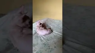 Sphynx cat rolling in bed #shorts