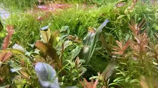 【不定期アクア】[本編]疲れた時にどうぞ　#120   #アクアリウム ,#aquarium,#bucephalandra ,#aquascape,#Echinodorus