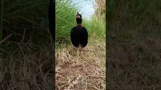 Black Partridge voice #birds #bird #teeter