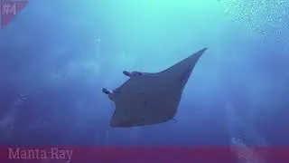 Let's Learn About Marine Animals in Sabah Borneo