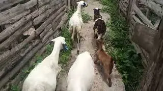 A quick check on the animals at Possible Farms Temporary Farm.