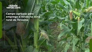 Campo agrícola gera emprego e renda na zona rural de Teresina