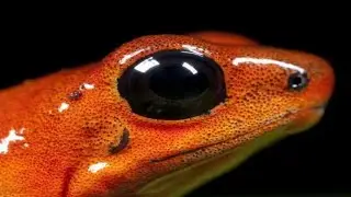 Strawberry Poison Dart Frog 🌴 Amazing Egg to Frog