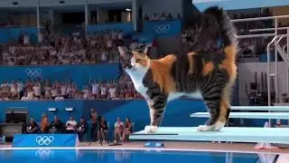 Olympic cat diving 