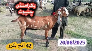 20 August 2025 Chiniot bakra mandi// latest bakra mandi update