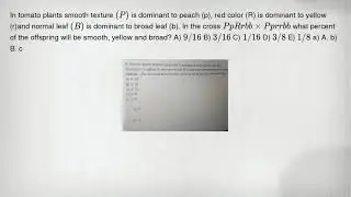 In tomato plants smooth texture (P) is dominant to peach (p), red color (R) is dominant to yellow (r
