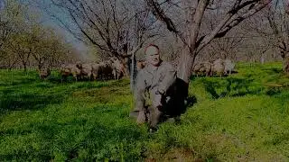 Sheep in Organic Almond Orchard - Capay Hills Orchard