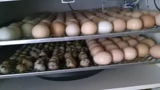 Chocamax 240 ovos n&atilde;o compre s&oacute; dor de cabe&ccedil;a