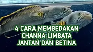 Cara Membedakan Channa Limbata Jantan dan Betina dengan 4 Cara Ini !