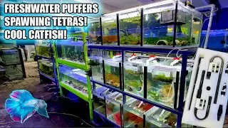 FISH ROOM BREEDING FISH! ~ New Filter Update!