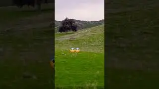 we got the chupacabra in video