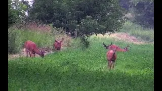 An Easy Way To Raise Or Reduce Deer Numbers