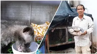 Anh chị em mới bắt đầu nuôi CHỒN HƯƠNG cần nên biết khẩu phần ăn... | Tập 253 #chồnhương