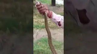 #snakehelpline #animalrescue #snakerescueteam #snake