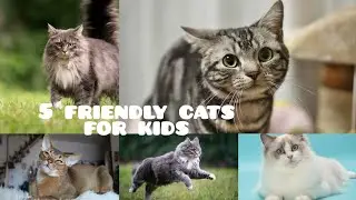 Top 5 friendly cats for kids
