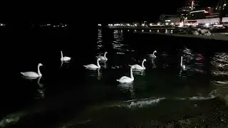 Ночное море качает лебедей, а прибой поет им колыбельную.
