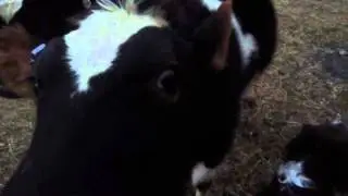 Jack and Cows Grooming Each Other