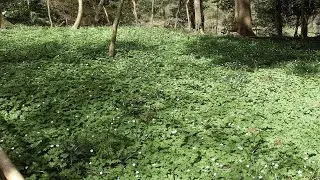 2024年4月2日 土田山