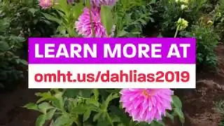 Dahlia Festival 2019