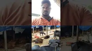 dairy farm  CCTV milk buffaloes